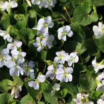 Flower Moths - een violette borstvoeding in de tuin. Foto