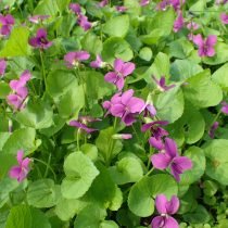 Flower Moths - een violette borstvoeding in de tuin. Foto