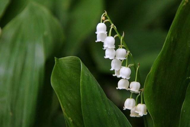 Een sneeuw -witte bloementuin - Hoe maak je een prachtige tuin in één kleur? Foto's van variëteiten en typen