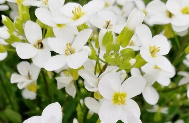 Een sneeuw -witte bloementuin - Hoe maak je een prachtige tuin in één kleur? Foto's van variëteiten en typen