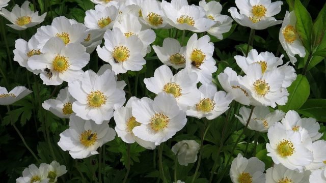 Een sneeuw -witte bloementuin - Hoe maak je een prachtige tuin in één kleur? Foto's van variëteiten en typen