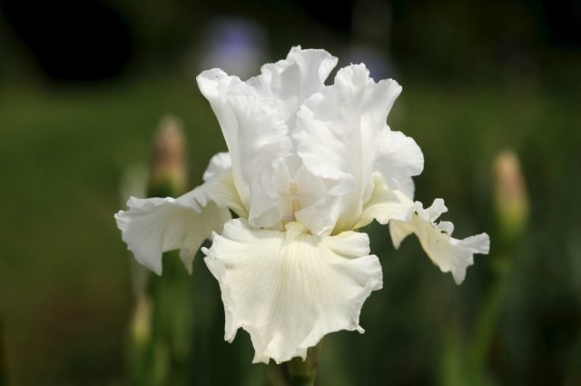 Een sneeuw -witte bloementuin - Hoe maak je een prachtige tuin in één kleur? Foto's van variëteiten en typen