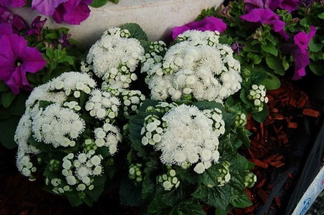 Een sneeuw -witte bloementuin - Hoe maak je een prachtige tuin in één kleur? Foto's van variëteiten en typen