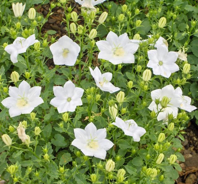 Een sneeuw -witte bloementuin - Hoe maak je een prachtige tuin in één kleur? Foto's van variëteiten en typen