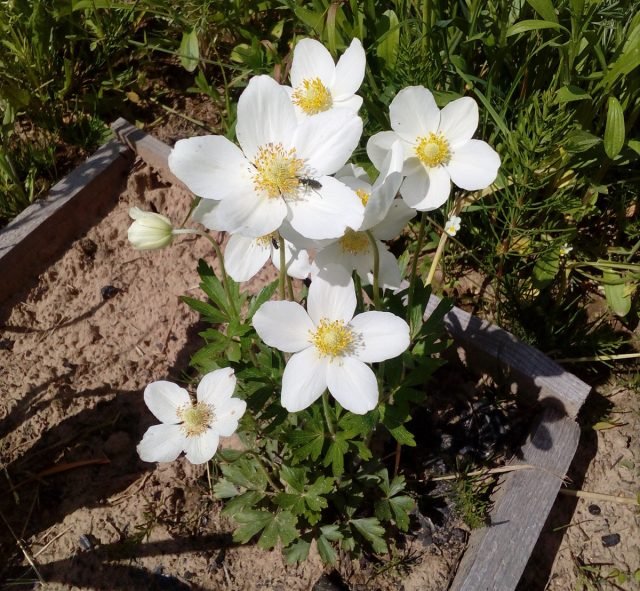 Een sneeuw -witte bloementuin - Hoe maak je een prachtige tuin in één kleur? Foto's van variëteiten en typen