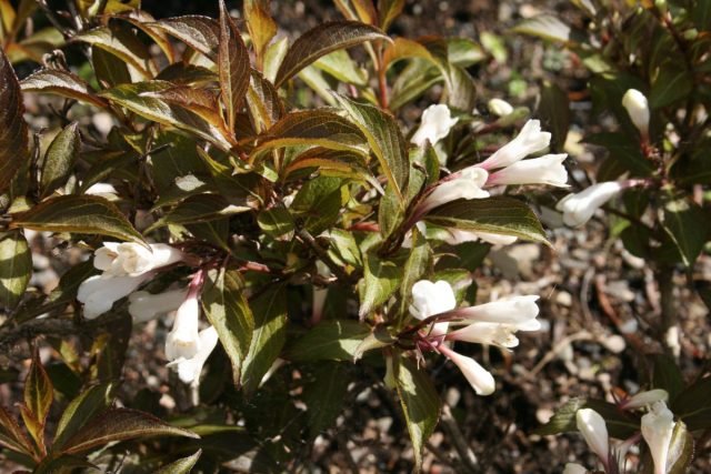 Een sneeuw -witte bloementuin - Hoe maak je een prachtige tuin in één kleur? Foto's van variëteiten en typen