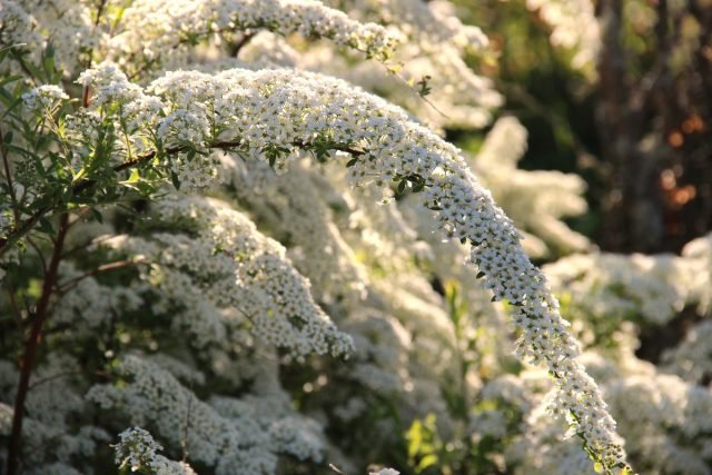 Een sneeuw -witte bloementuin - Hoe maak je een prachtige tuin in één kleur? Foto's van variëteiten en typen