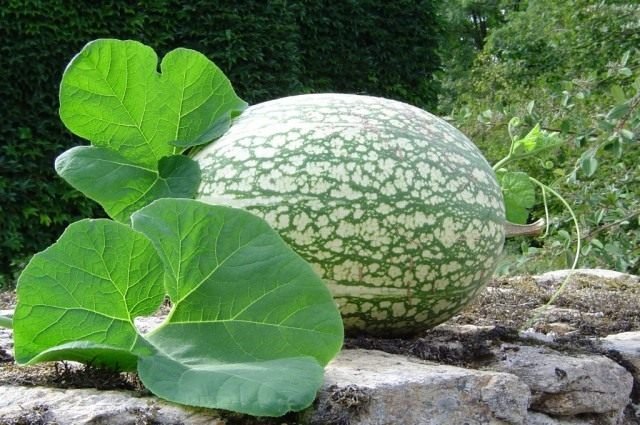 Pompoen met zwarte zaden. Ficephalus. Zorg, groeien, reproductie. Gebruik. Foto.