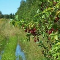 Cheremukha Virginskaya - Rood. Beschrijving, zorg. Landen. Foto