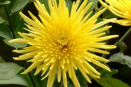 Chrysanthemum - Het goud van uw tuin! Chrysanthemums. Planten, zorg, reproductie. Foto