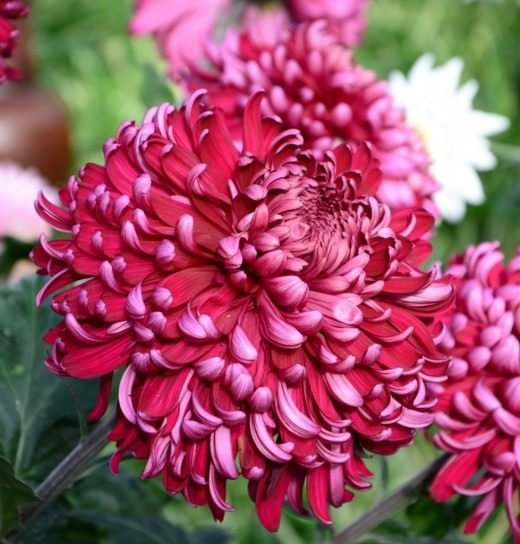 Chrysanthemum - Het goud van uw tuin! Chrysanthemums. Planten, zorg, reproductie. Foto