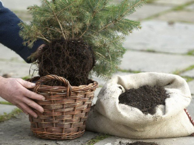 Nieuwjaarsboom in een pot. Hoe te kiezen en op te slaan?