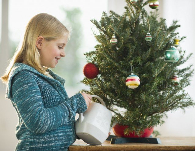 Christmas Tree - Hoe spaar je naalden? Hoe u een verse spar kiest. Hoe om te geven. Advies