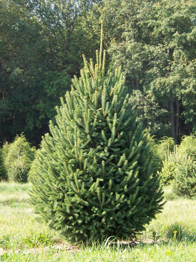 Nieuwjaarsboom in een pot. Hoe te kiezen en op te slaan?