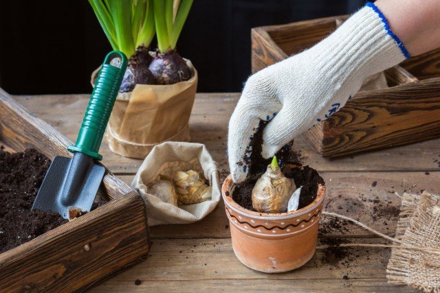 Wat te doen als de bollen en knollen ontspruiten?