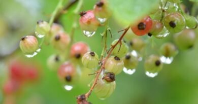 Wat bedreigt de planten met een regenachtige en koude zomer? Ziekten, beschermend en worstelen