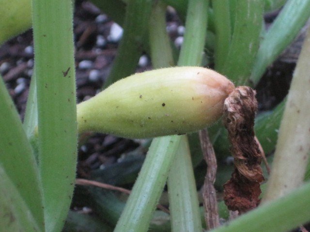 Wat bedreigt de planten met een regenachtige en koude zomer? Ziekten, beschermend en worstelen