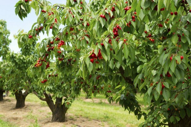 Kersen. Variëteiten en groeien. Planten en zorg. Foto