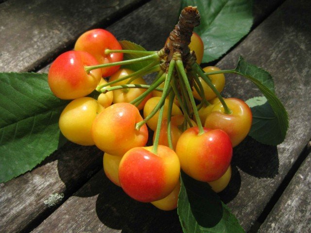 Kersen. Variëteiten en groeien. Planten en zorg. Foto