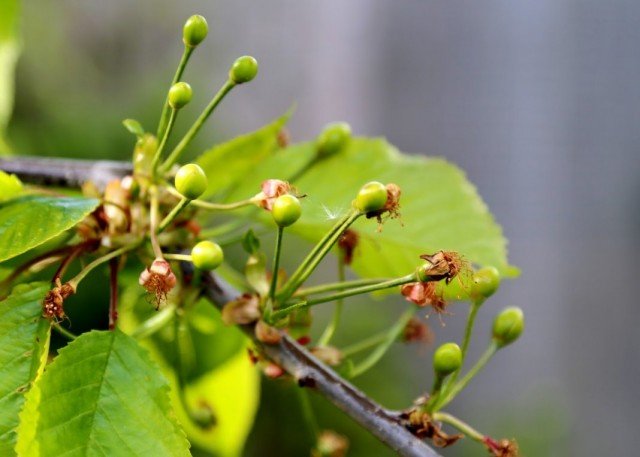 Kersen. Variëteiten en groeien. Planten en zorg. Foto