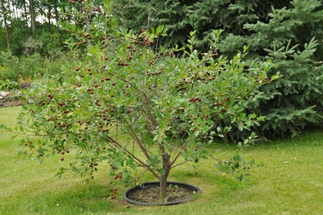 Kersen. Variëteiten en groeien. Planten en zorg. Foto