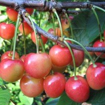 Kersen. Variëteiten en groeien. Planten en zorg. Foto