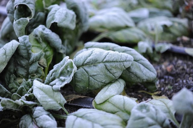 Dan is de herfstspinazie beter dan de lente: een rijke oogst van greens voor de eerste sneeuw. Foto