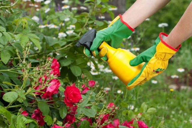 Hoe bemesten decoratieve en fruitplanten in de tweede helft van de zomer? Minerale en organische meststoffen. Foto