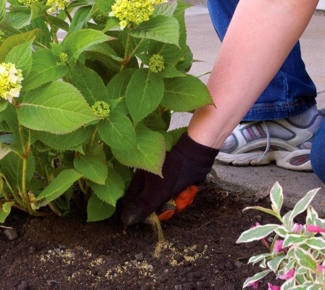 Hoe bemesten decoratieve en fruitplanten in de tweede helft van de zomer? Minerale en organische meststoffen. Foto