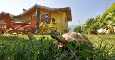 Turtle in het land - kenmerken van de inhoud van een exotisch huisdier. Uitzichten, terrarium dan voeden. Foto