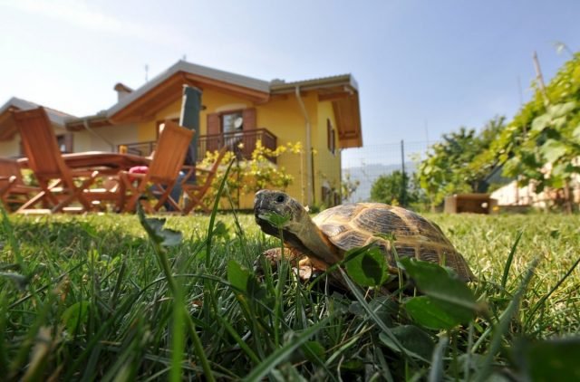 Turtle in het land - kenmerken van de inhoud van een exotisch huisdier. Uitzichten, terrarium dan voeden. Foto