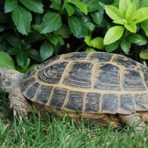 Turtle in het land - kenmerken van de inhoud van een exotisch huisdier. Uitzichten, terrarium dan voeden. Foto