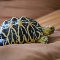 Turtle in het land - kenmerken van de inhoud van een exotisch huisdier. Uitzichten, terrarium dan voeden. Foto