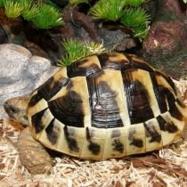 Turtle in het land - kenmerken van de inhoud van een exotisch huisdier. Uitzichten, terrarium dan voeden. Foto