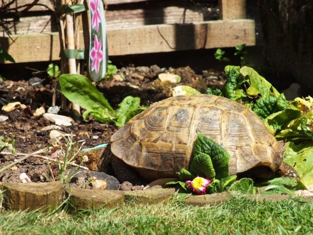 Turtle in het land - kenmerken van de inhoud van een exotisch huisdier. Uitzichten, terrarium dan voeden. Foto