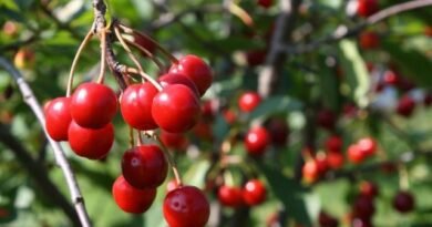 Cherry - Kenmerken van groeien. Planten, reproductie, ziekte en ongedierte. Foto