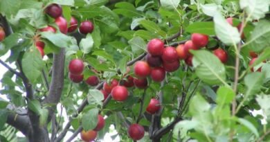 Cherry Plum, of uitgelekte drainage