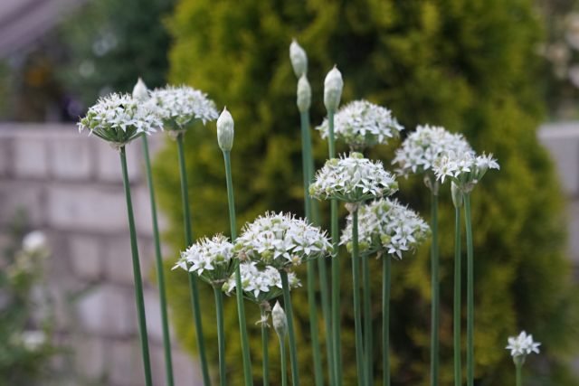 Knoflook -uien of jusai - greens, zonder welke je je tuin niet kunt voorstellen. Foto