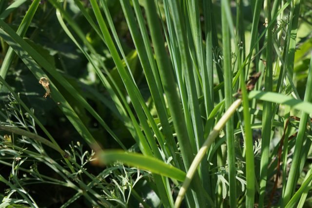 Knoflook -uien of jusai - greens, zonder welke je je tuin niet kunt voorstellen. Foto