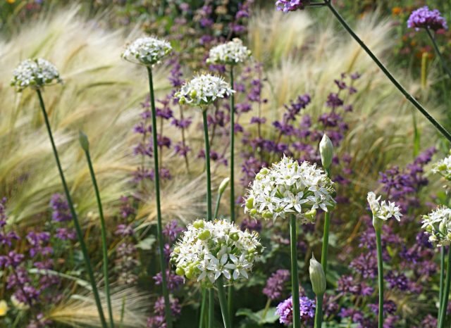 Knoflook -uien of jusai - greens, zonder welke je je tuin niet kunt voorstellen. Foto