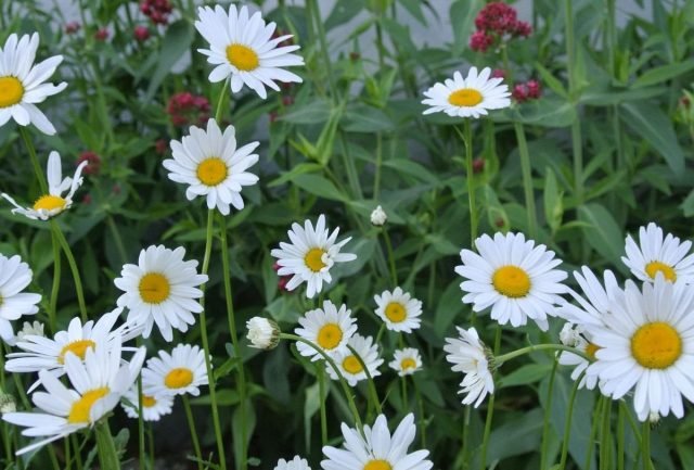 Chrysanthemum laat. Zorg, teelt en reproductie. Foto