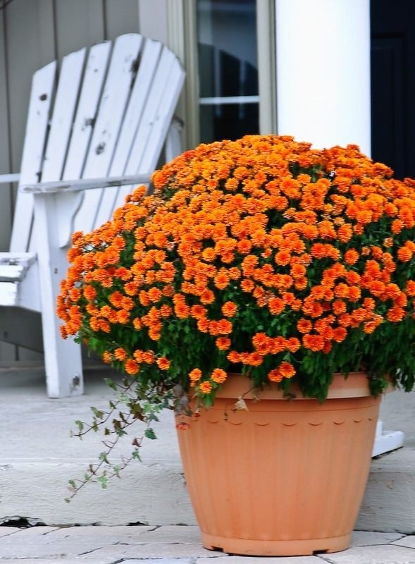 De geheimen van groeiende pottering chrysanthemums. Zorg thuis. Foto