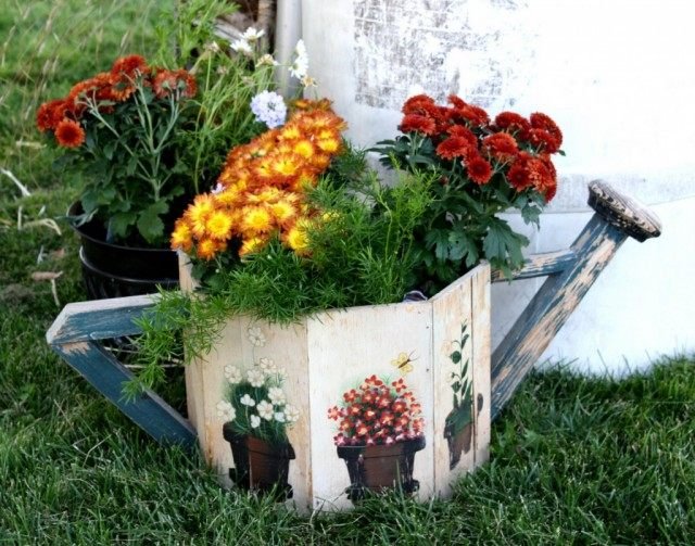 De geheimen van groeiende pottering chrysanthemums. Zorg thuis. Foto