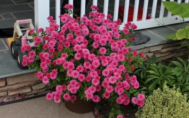 De geheimen van groeiende pottering chrysanthemums. Zorg thuis. Foto