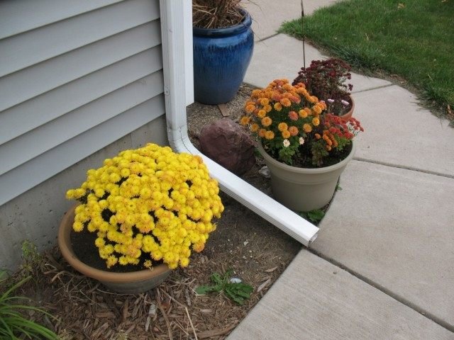 De geheimen van groeiende pottering chrysanthemums. Zorg thuis. Foto