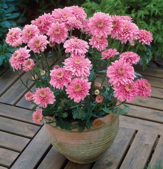 De geheimen van groeiende pottering chrysanthemums. Zorg thuis. Foto