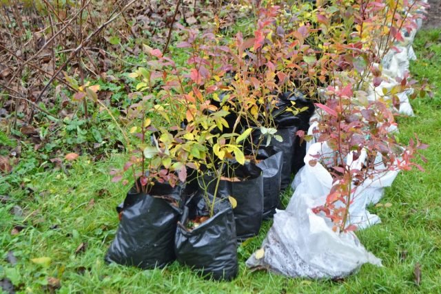 Wat te doen met de late aankopen van plantmateriaal? Hoe maak je een pitch? Foto