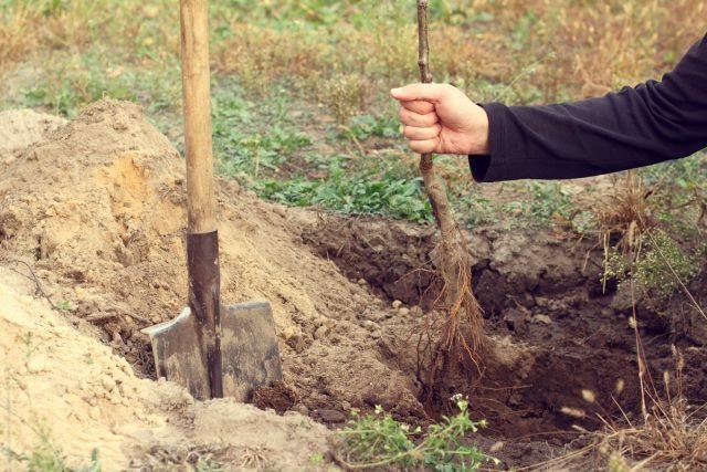 Wat te doen met de late aankopen van plantmateriaal? Hoe maak je een pitch? Foto