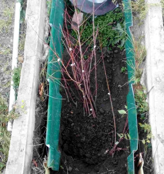 Wat te doen met de late aankopen van plantmateriaal? Hoe maak je een pitch? Foto