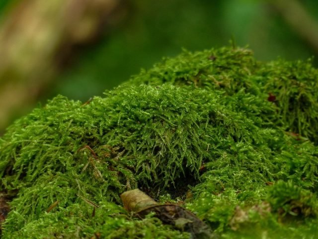 Wat moet er voorbereid zijn op overwinterende binnenplanten? Foto